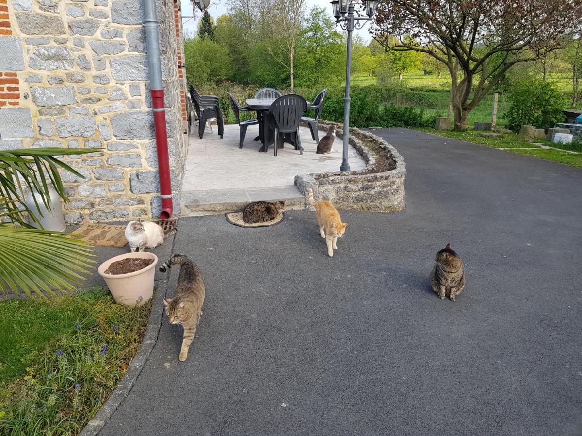 Hotel Duplex Swimming Cats à Saint-Hilaire-sur-Helpe Extérieur photo